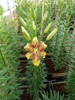 [4066 Graffity Mak No01.JPG]